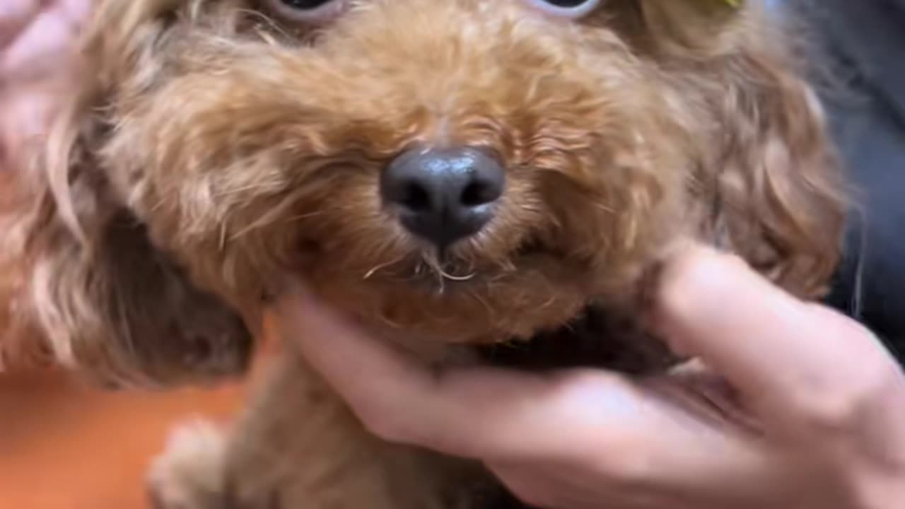 #cute #dog #poddle