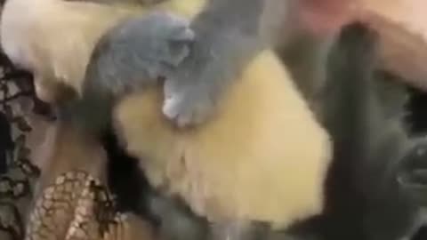 Cute Animal Video 😍😍🤭