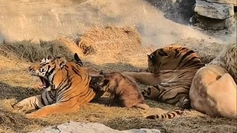 A sibling relationship with a liger