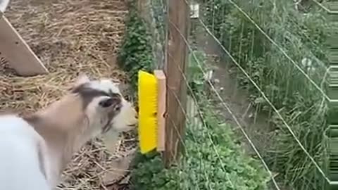 Farmer Installs Scratching Post for Goats