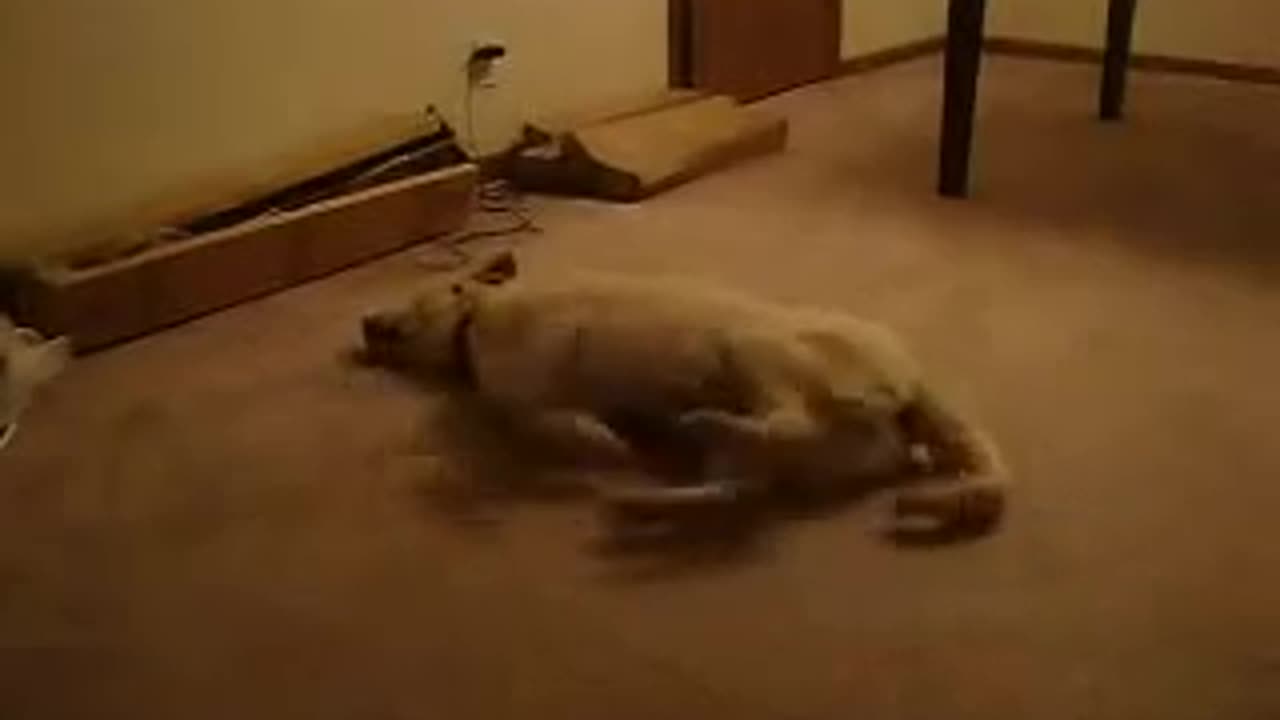 Dog sleepwalking