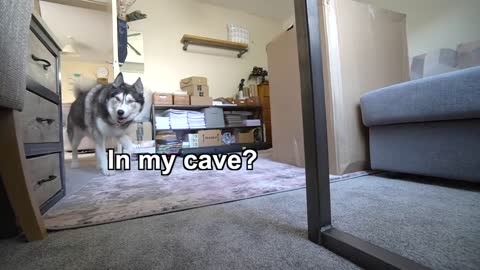 Dogs' attempt at hide and seek doesn’t go well