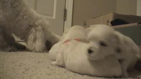 CUTE PUPPIES!!- 2 Weeks Old- Twitching and Eating Solid Food|best video