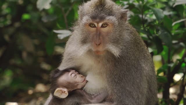 lo bonito de la naturaleza: los monos