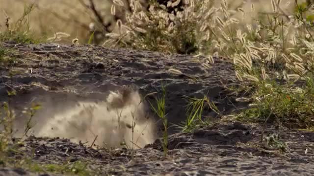 Feeding African Wild Dogs_Cut.mp4