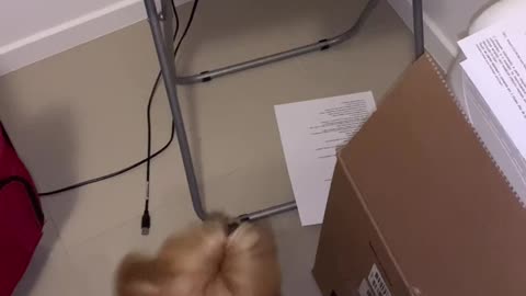 my dog ​​hates it when the printer is working