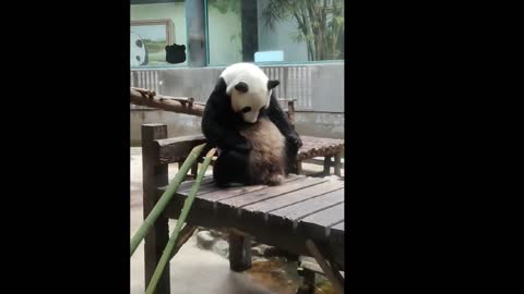 A panda waiting to get off work