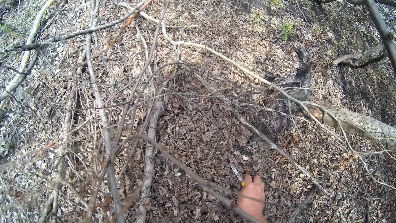 Alaska Morel Mushrooms