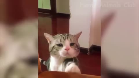 funny cat videos cute cats cute animals funny cats kittens cats meowing