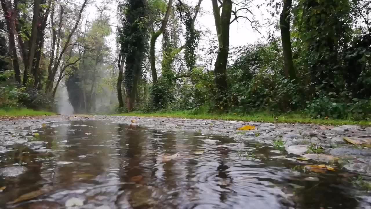 The sound of rain in a road in the middle of the forest