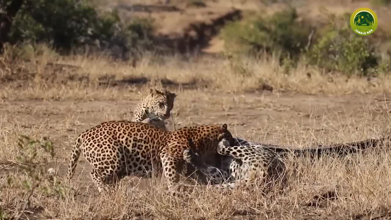 Very nice video all animal