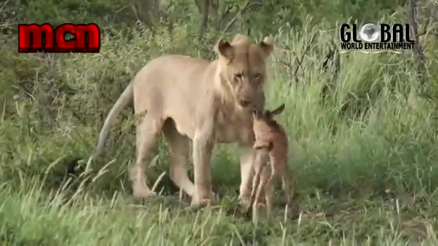 Lion saves a baby calf from another lion attack