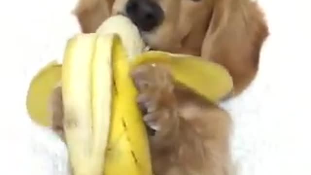 🆕 Sweet Beautiful dog eating banana 😂😂😂