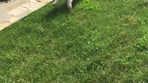 Slow motion video of white brown dog running through yard