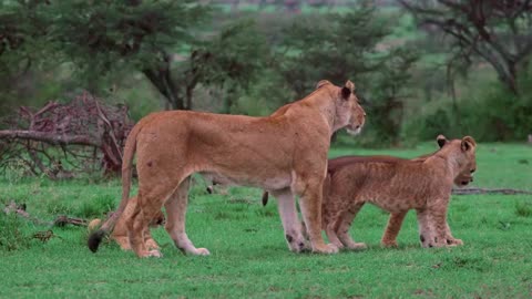 The Queen and the Princes of the Jungle awaits Trespassers