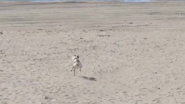 Dog running for fresbee