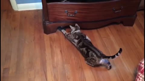 Animali divertenti-funny animals 27