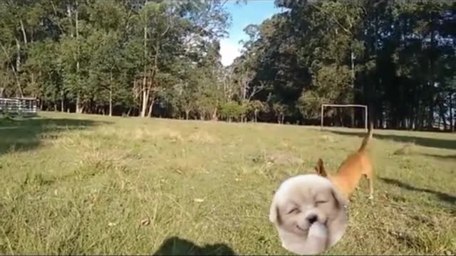 puppies playing catching the ball