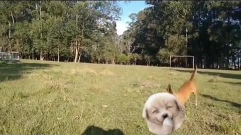 puppies playing catching the ball
