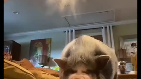 Most viral Funny Beautif Animals 😁 Videos