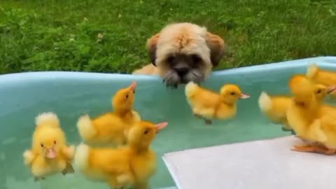 friendship between ducklings and puppy