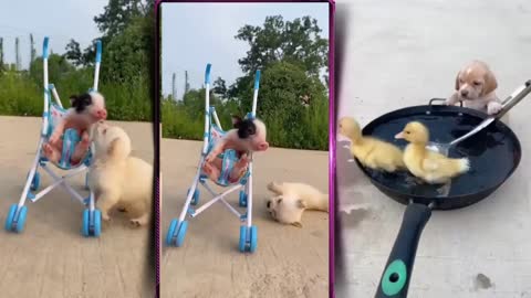 Cute And Funny Pets | Try Not To Laugh