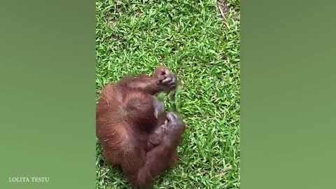 FUNNIEST Pets of 2024 �� Best Funniest Animal Videos Of The week-(720p)