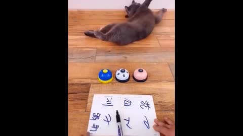 Cute and Funny Cat Dog