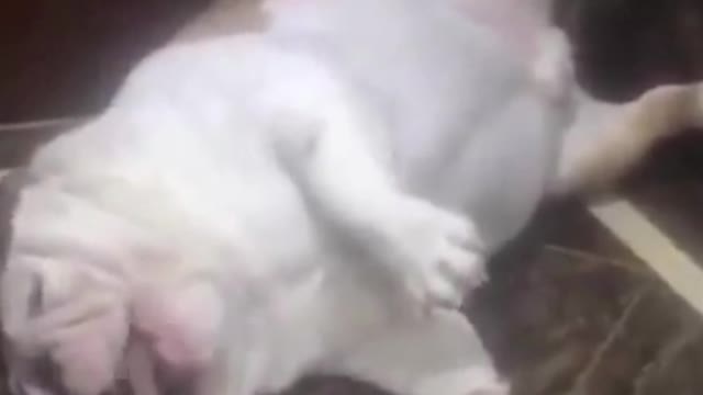 sleepy dog
