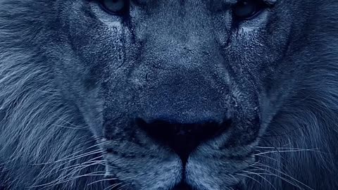 King of Jungle