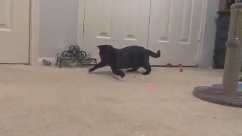 Adorable Slo Mo Cats
