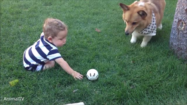 Corgi Are The Best dog ever / CUTEST Compilation