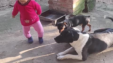 Incrível dogs e baby