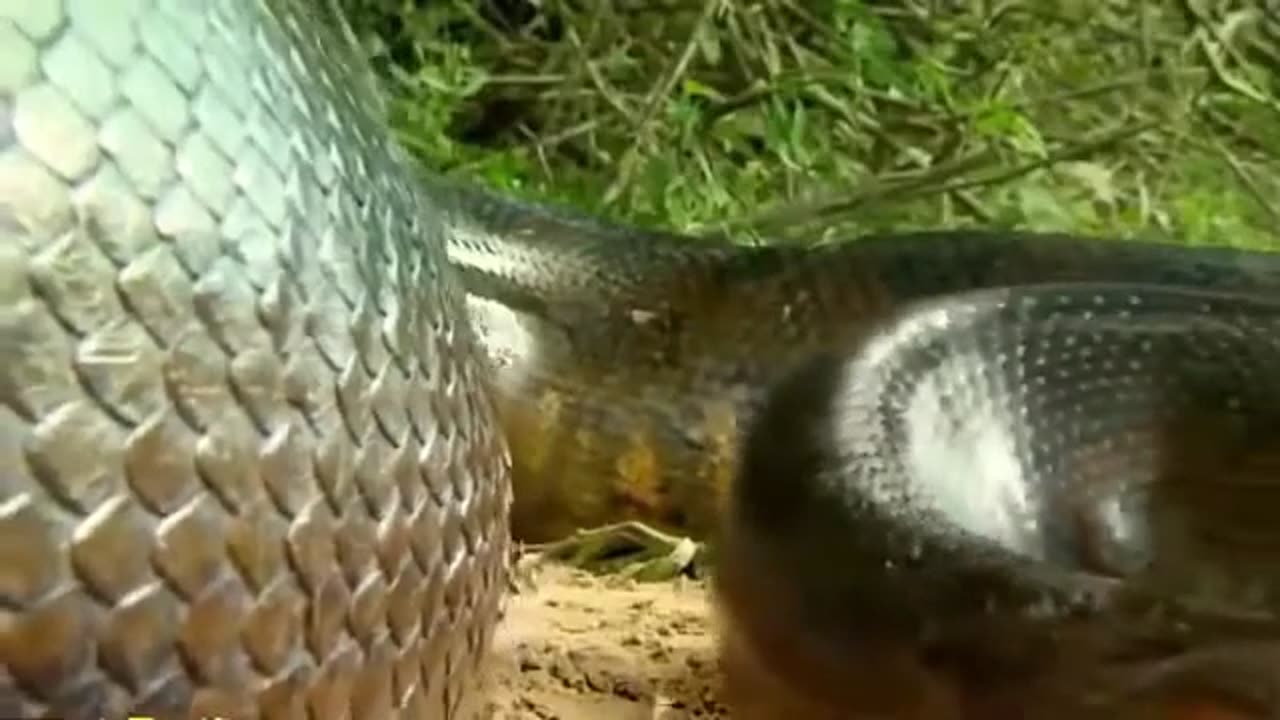 Giant Anaconda | World's longest snake found in Amazon River |