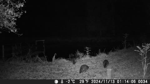 Teich 131124 Die Waschbärgäng