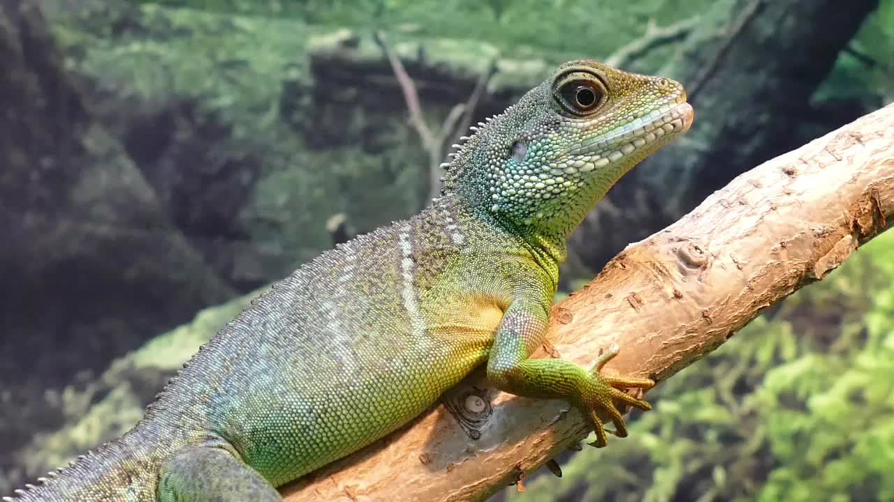 Lézard_dragon animal