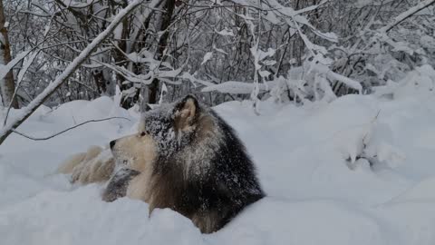 Dog Lying Down in the Snow