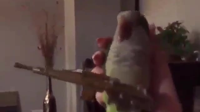 Most funny parrot (owns a weapon)