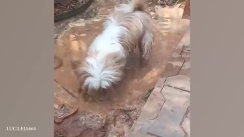 Dogs are the FUNNIEST creatures on Earth 😂