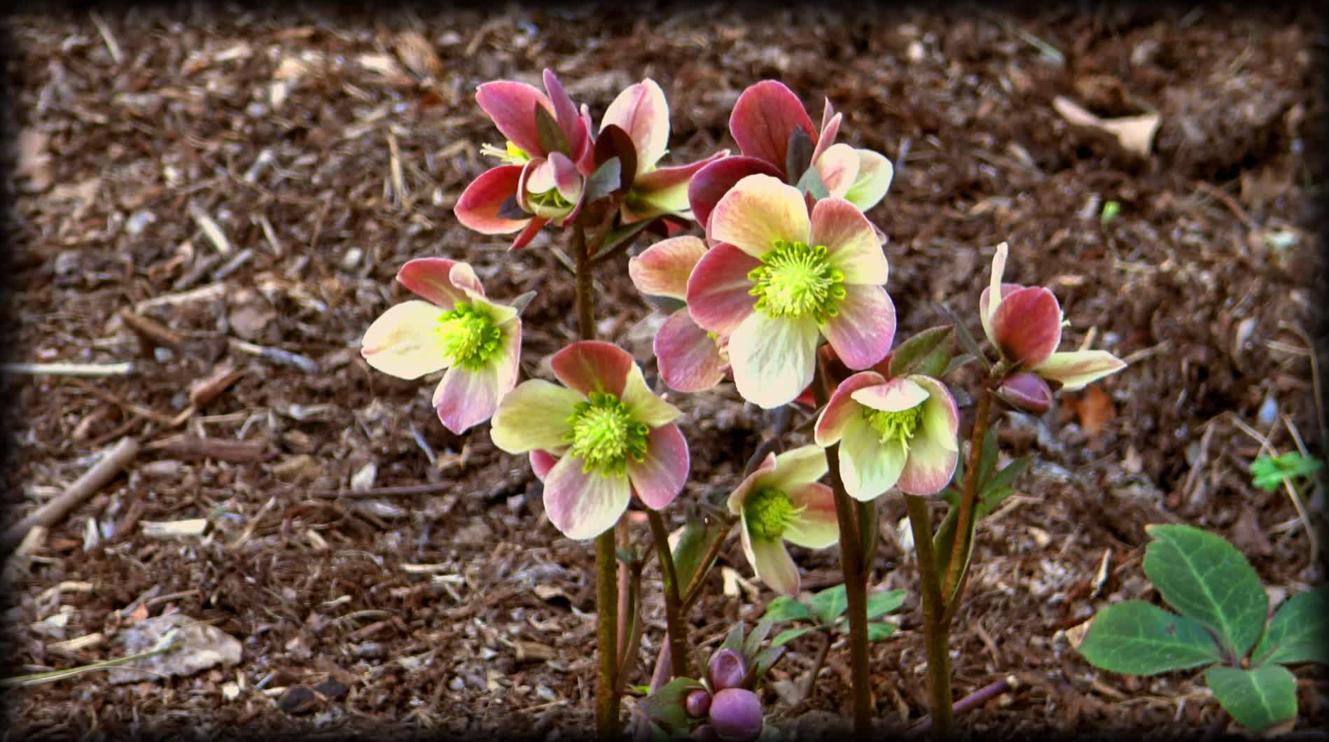 Flowers from March 2020