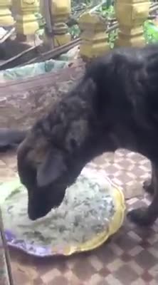 Dog Eating Breakfast