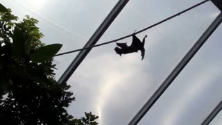 Fruit Bat Climbing Ropes To Get Food!