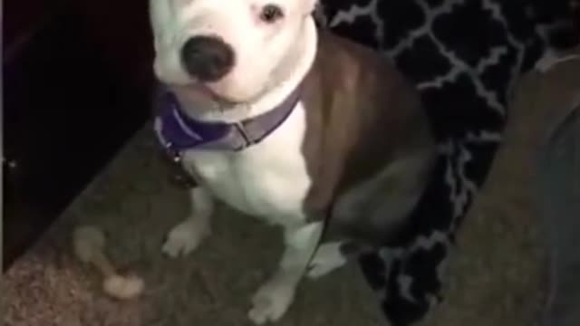 Dog being weird by making funny sounds😂