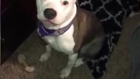 Dog being weird by making funny sounds😂