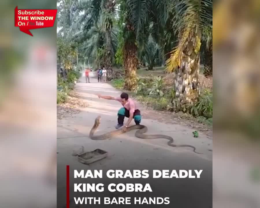 Thailand's volunteer worker catching king cobra with his bare hands