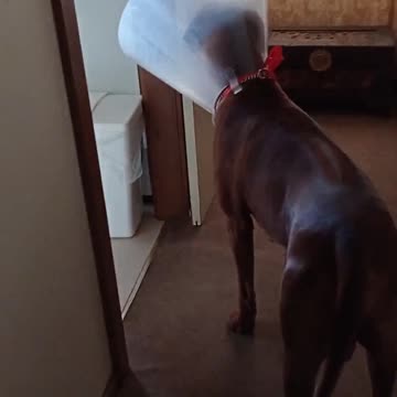 Can't "Go To Bed", Cone Won't Let Me.