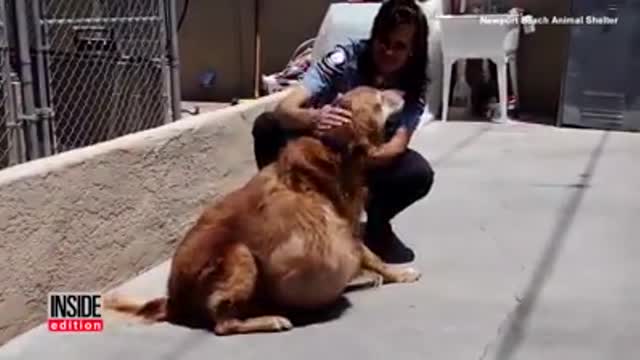 Abandonan a un hermoso golden en la playa porque tenía un tumor de 20 Kg