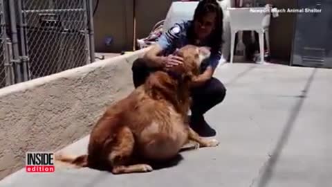 Abandonan a un hermoso golden en la playa porque tenía un tumor de 20 Kg