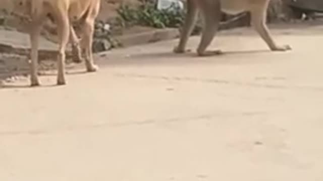 Super Funny Will Make You Laugh Out Loud