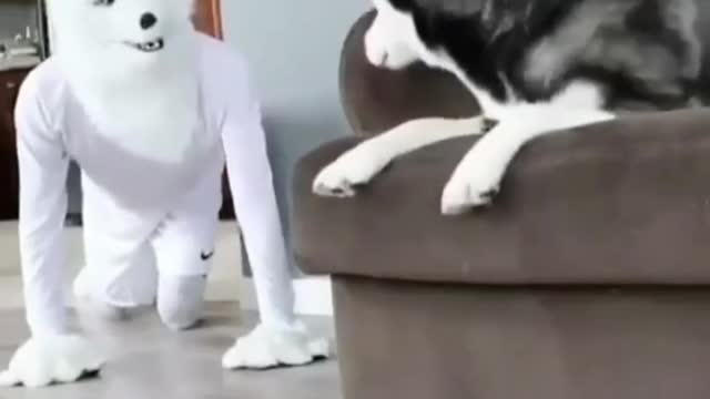 😂🤣🤣Funny moments with Husky dog🐶🐩🐕 | husky dog funny video❤️